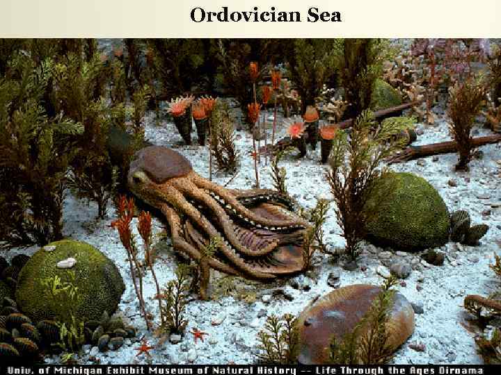 Ordovician Sea 