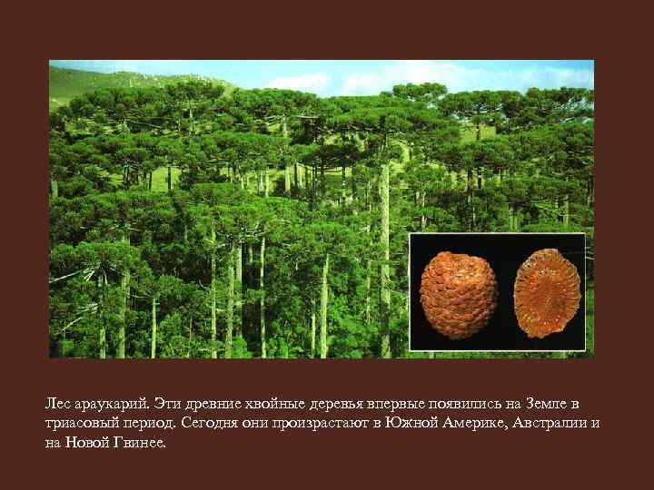 Лес араукарий. Эти древние хвойные деревья впервые появились на Земле в триасовый период. Сегодня