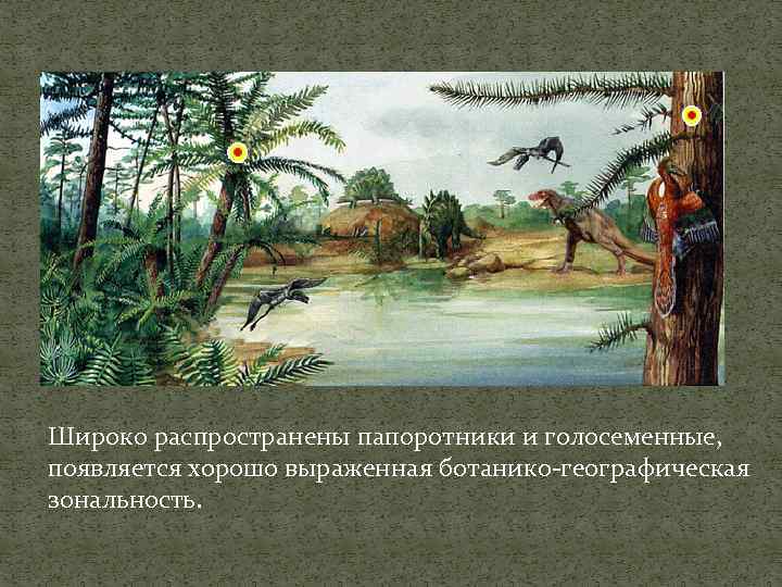 Широко распространены папоротники и голосеменные, появляется хорошо выраженная ботанико-географическая зональность. 