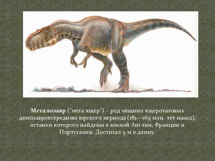 Мегалозавр (“мега ящер”) – род хищных ящеротазовых динозавровсередины юрского периода (181— 169 млн. лет