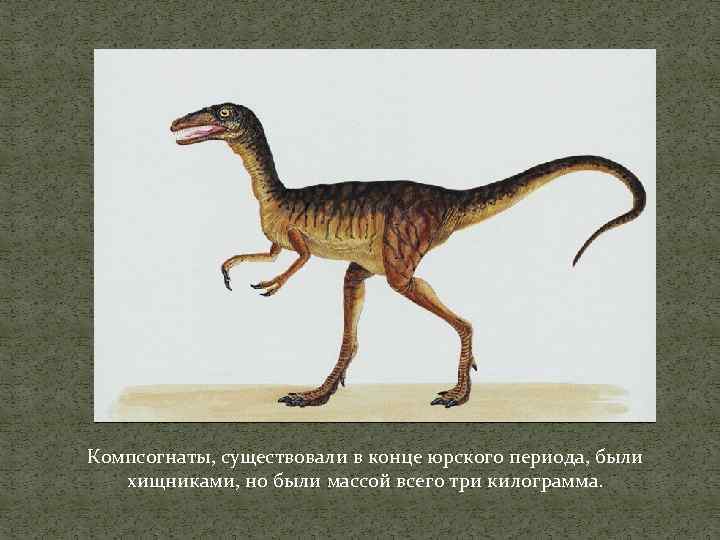 Компсогнаты, существовали в конце юрского периода, были хищниками, но были массой всего три килограмма.