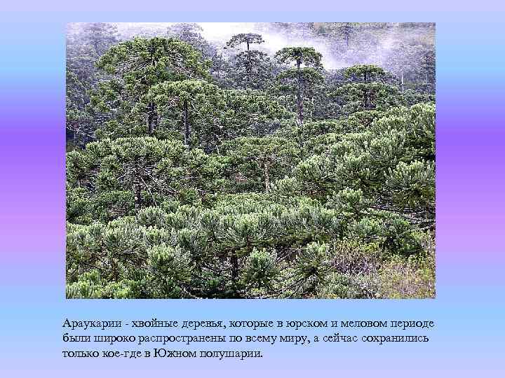 Араукарии - хвойные деревья, которые в юрском и меловом периоде были широко распространены по