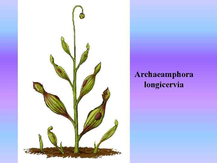 Archaeamphora longicervia 