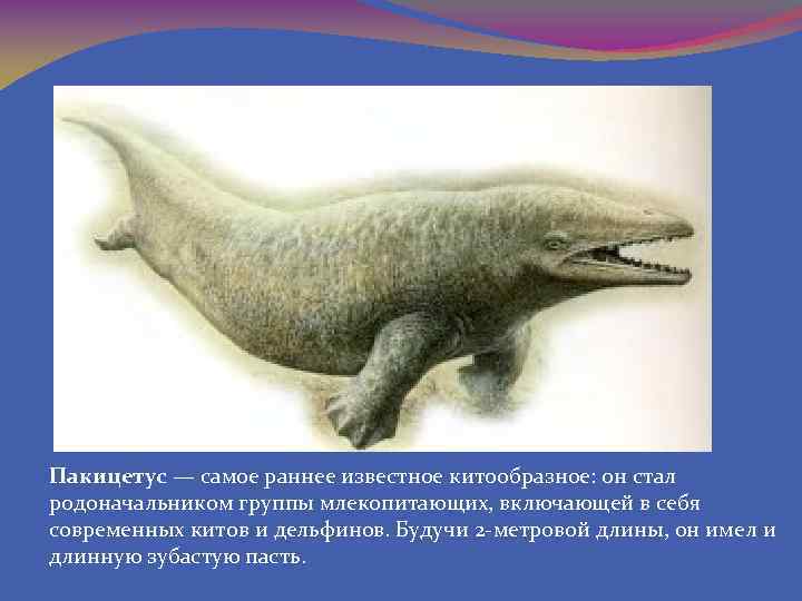 Пакицетус — самое раннее известное китообразное: он стал родоначальником группы млекопитающих, включающей в себя