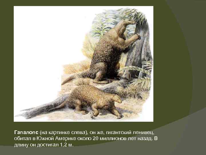 Гапалопс (на картинке слева), он же, гигантский ленивец, обитал в Южной Америке около 20