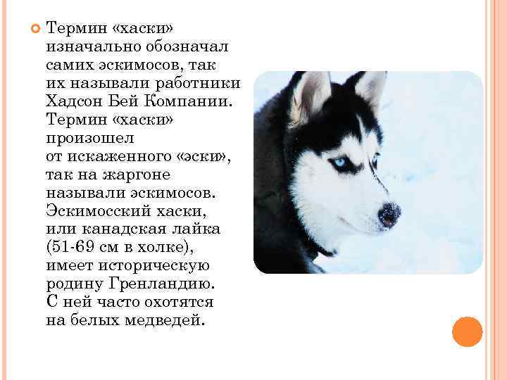  Термин «хаски» изначально обозначал самих эскимосов, так их называли работники Хадсон Бей Компании.