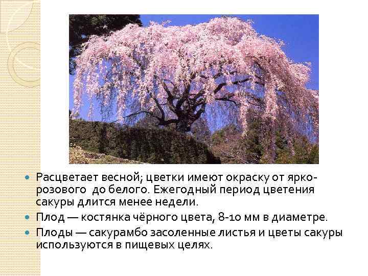 Расцветает весной; цветки имеют окраску от яркорозового до белого. Ежегодный период цветения сакуры длится