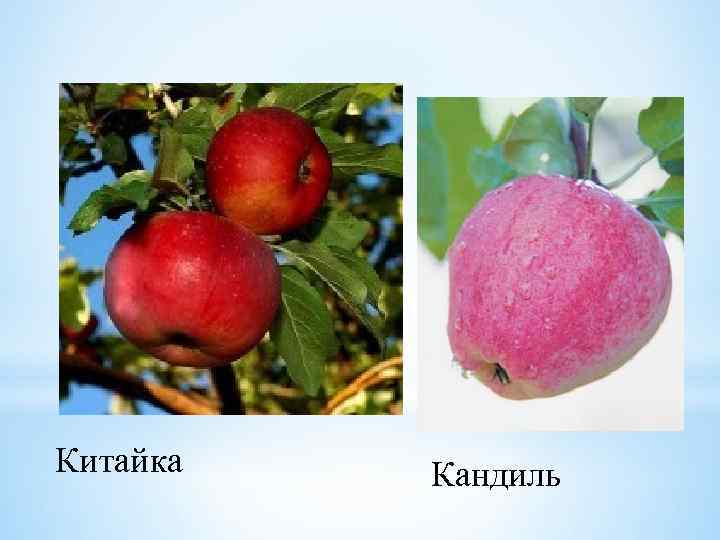 Китайка Кандиль 