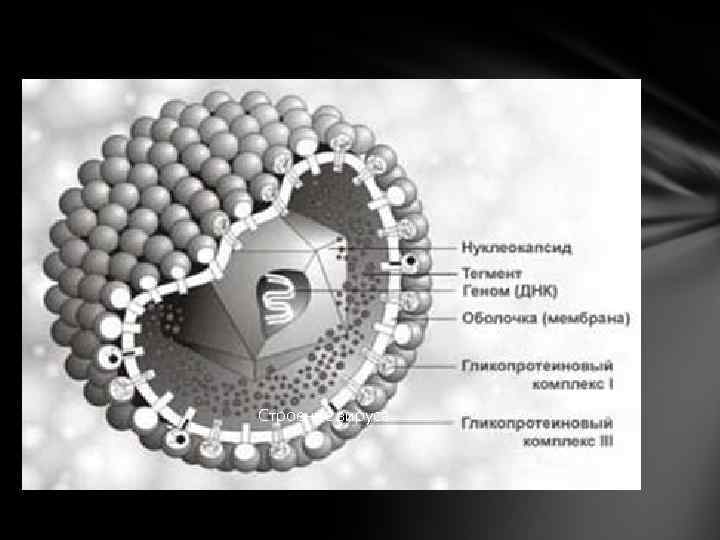 Строение вируса 