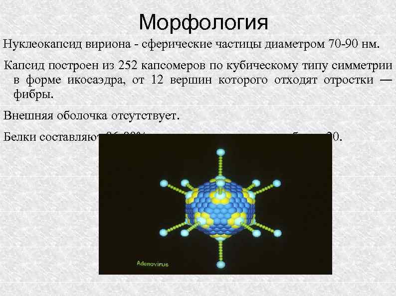 Морфология Нуклеокапсид вириона - сферические частицы диаметром 70 -90 нм. Капсид построен из 252