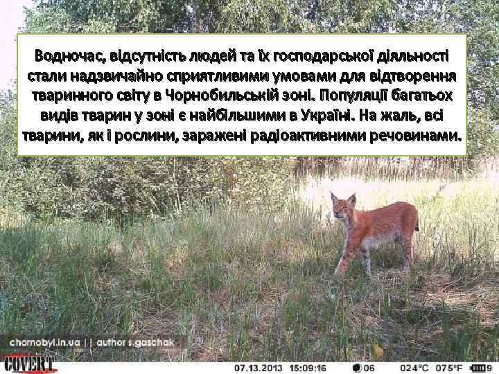 Водночас, відсутність людей та їх господарської діяльності стали надзвичайно сприятливими умовами для відтворення тваринного