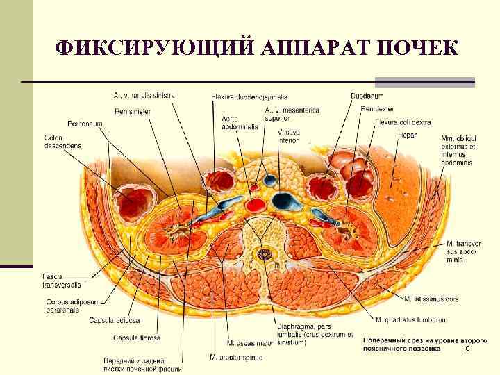 ФИКСИРУЮЩИЙ АППАРАТ ПОЧЕК 10 