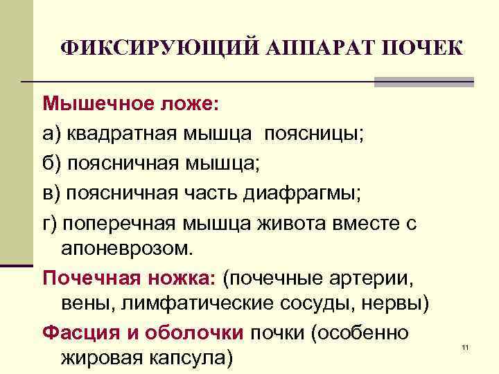 ФИКСИРУЮЩИЙ АППАРАТ ПОЧЕК Мышечное ложе: а) квадратная мышца поясницы; б) поясничная мышца; в) поясничная