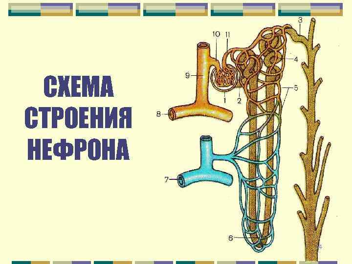 СХЕМА СТРОЕНИЯ НЕФРОНА 14 