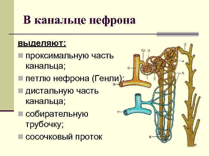 В канальце нефрона выделяют: n проксимальную часть канальца; n петлю нефрона (Генли); n дистальную