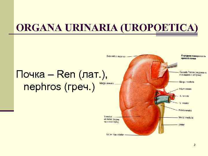 ORGANA URINARIA (UROPOETICA) Почка – Ren (лат. ), nephros (греч. ) 2 