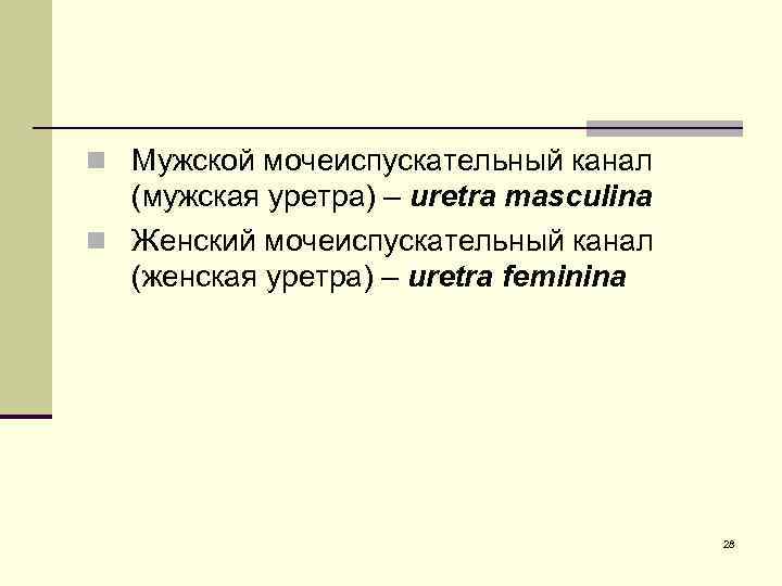 n Мужской мочеиспускательный канал (мужская уретра) – uretra masculina n Женский мочеиспускательный канал (женская