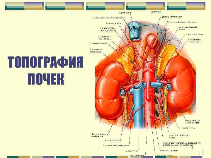 ТОПОГРАФИЯ ПОЧЕК 5 