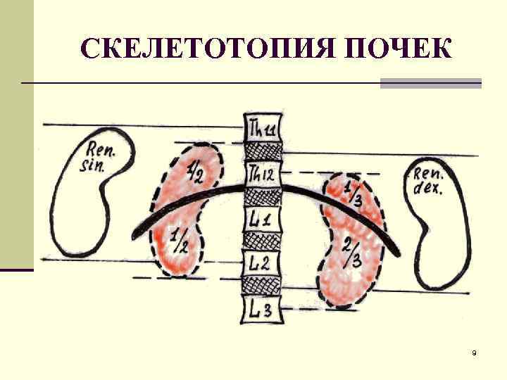 СКЕЛЕТОТОПИЯ ПОЧЕК 9 