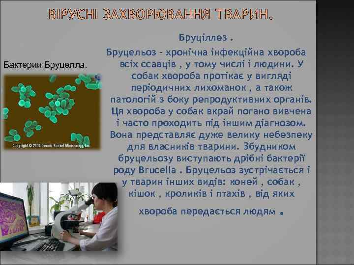 ВІРУСНІ ЗАХВОРЮВАННЯ ТВАРИН. Бактерии Бруцелла. Бруціллез. Бруцельоз - хронічна інфекційна хвороба всіх ссавців ,