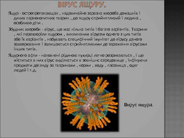 ВІРУС ЯЩУРУ. Ящур - остропротекающая , надзвичайно заразна хвороба домашніх і диких парнокопитних тварин