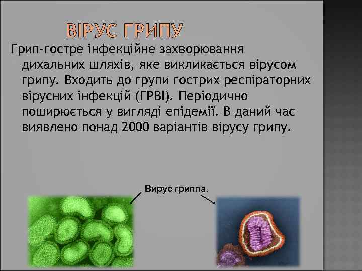 ВІРУС ГРИПУ Грип-гостре інфекційне захворювання дихальних шляхів, яке викликається вірусом грипу. Входить до групи