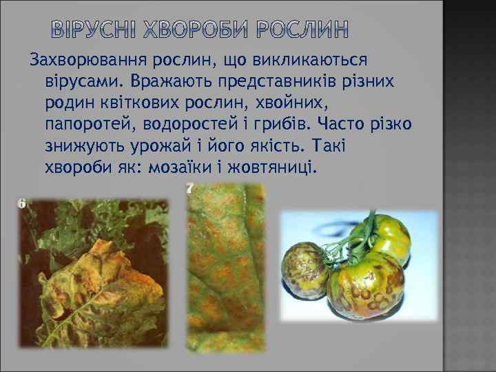 Захворювання рослин, що викликаються вірусами. Вражають представників різних родин квіткових рослин, хвойних, папоротей, водоростей