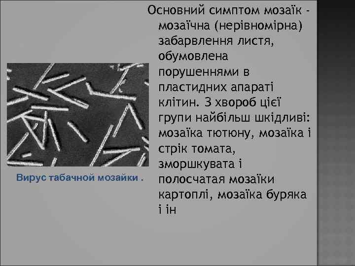 Вирус табачной мозайки. Основний симптом мозаїк мозаїчна (нерівномірна) забарвлення листя, обумовлена порушеннями в пластидних