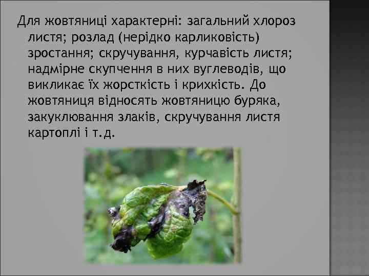 Для жовтяниці характерні: загальний хлороз листя; розлад (нерідко карликовість) зростання; скручування, курчавість листя; надмірне
