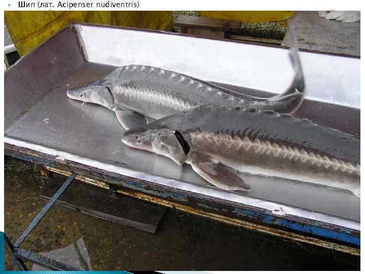  Шип (лат. Acipenser nudiventris) Внешний вид характерен для осетровых. Их пяти рядов костяных