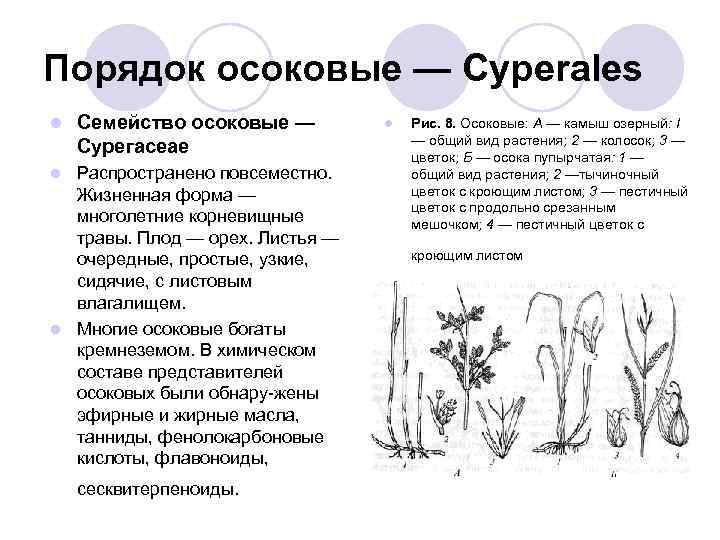 Диаграмма цветка осоковых