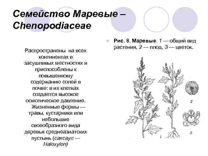 Диаграмма цветка лебеды