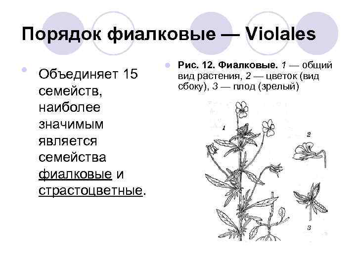 Семейство род вид растений