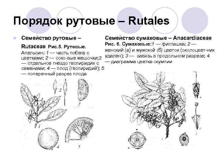 Рутовые семейство презентация