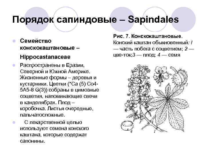 Жизненная форма побега каштана. Сапиндовые формула цветка. Семейство Сапиндовые представители. Формула цветка каштана конского. Порядок Конскокаштановые – Hippocastanaceae.