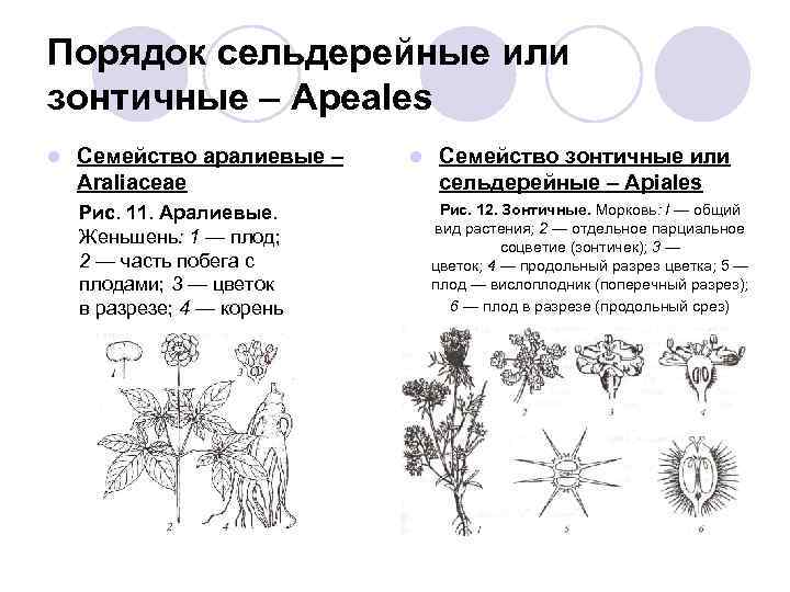 Багульник жизненная форма тип соцветия