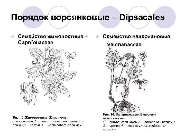 Семейство жимолостные презентация