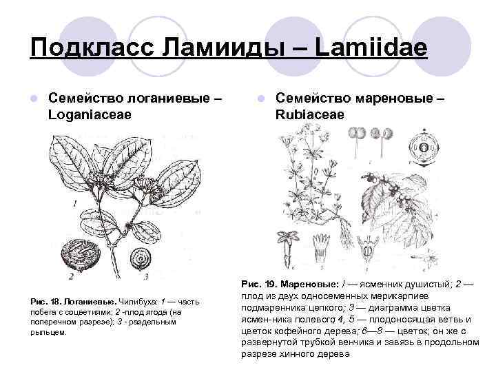 Соцветие ягода. Подкласс Ламииды. Семейство Мареновые. Ламииды семейства. Семейство Мареновые подкласс.