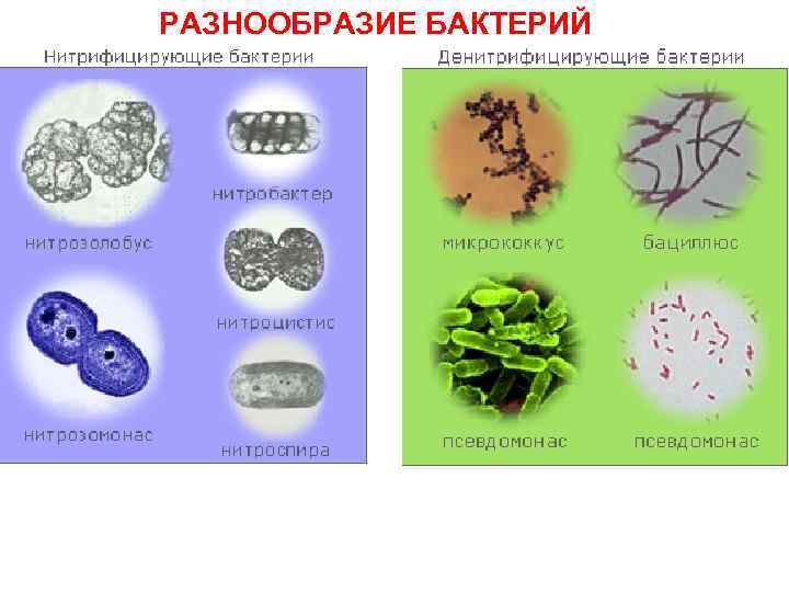 Группы бактерий 5 класс биология