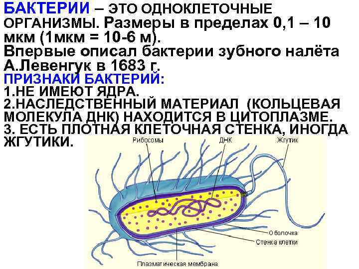 БАКТЕРИИ – ЭТО ОДНОКЛЕТОЧНЫЕ ОРГАНИЗМЫ. Размеры в пределах 0, 1 – 10 мкм (1