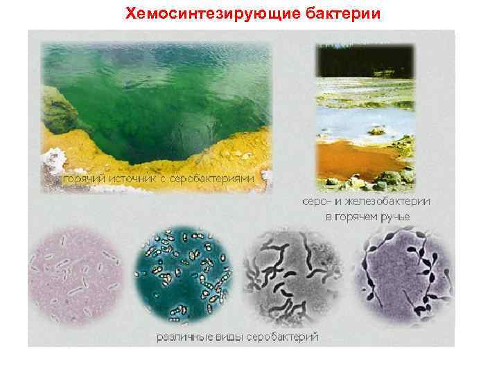 Хемосинтезирующие бактерии характеризуются. Хемосинтезирующие микроорганизмы. Бактерии хемосинтетики. Хемосинтезирующие бактерии рисунок. Хемосинтез бактерий.
