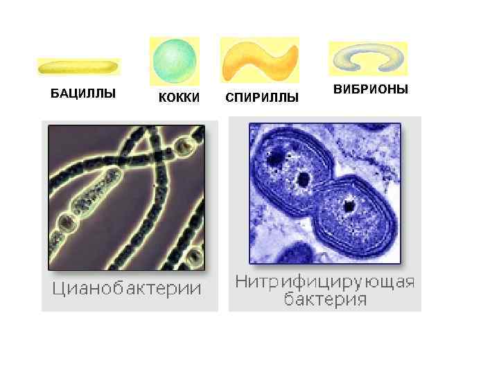 БАЦИЛЛЫ КОККИ СПИРИЛЛЫ ВИБРИОНЫ 