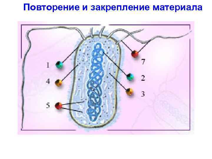 Повторение и закрепление материала 