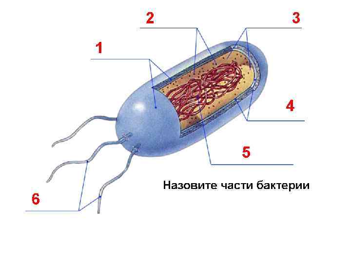 Жизнедеятельность бактерий 5