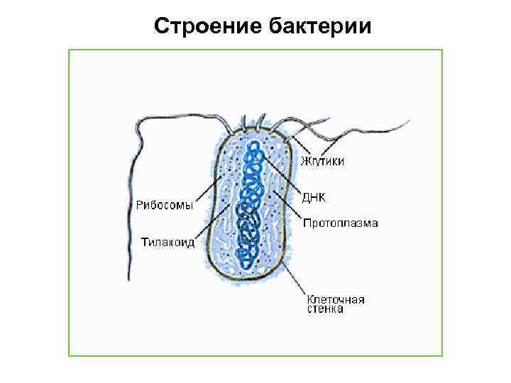 Строение бактерии 