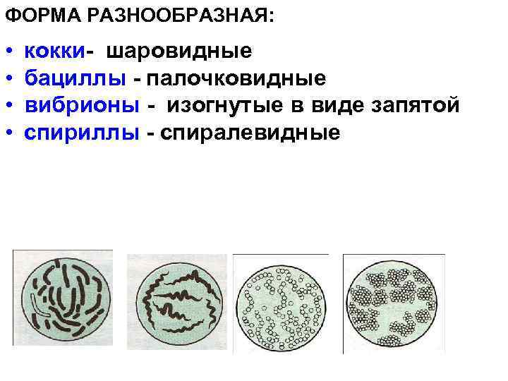 ФОРМА РАЗНООБРАЗНАЯ: • • кокки- шаровидные бациллы - палочковидные вибрионы - изогнутые в виде