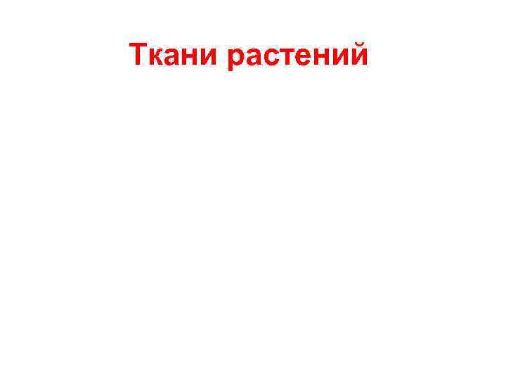 Ткани растений 