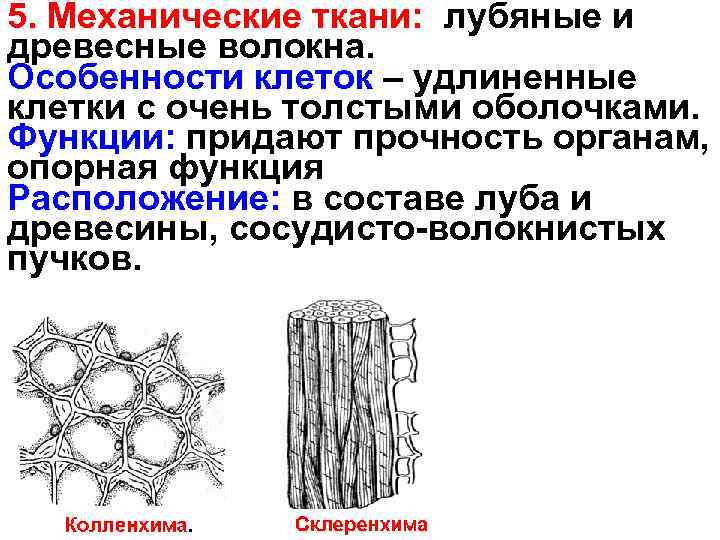 5. Механические ткани: лубяные и древесные волокна. Особенности клеток – удлиненные клетки с очень