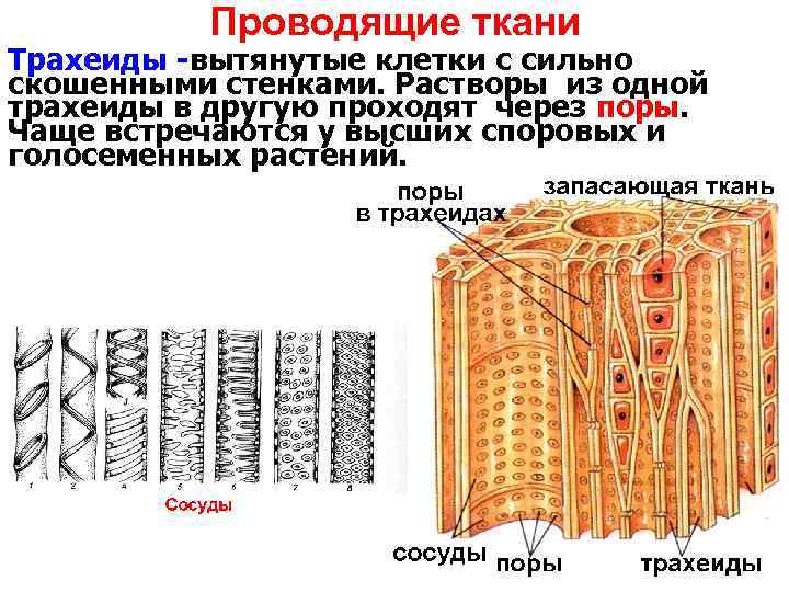 Проводящие ткани Трахеиды -вытянутые клетки с сильно скошенными стенками. Растворы из одной трахеиды в