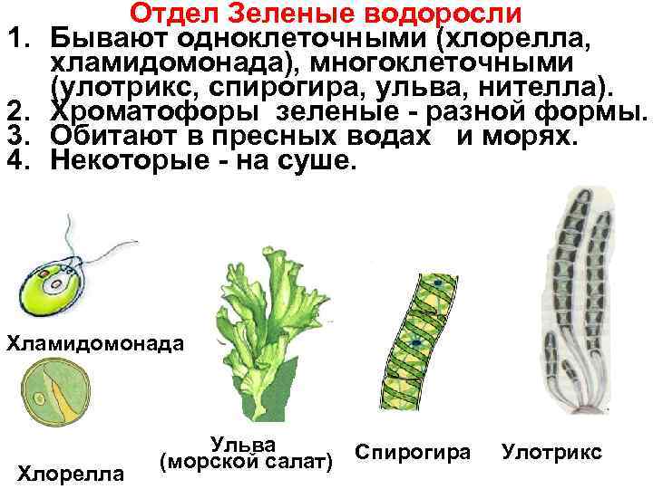 Рассмотрите изображение растений просо абрикос улотрикс подпишите их названия